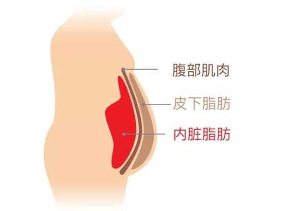 MK体育-MKsports官网体育为您讲解:内脏脂肪要怎么减